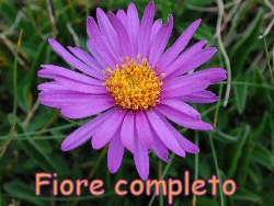Aster alpinus